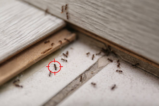 Best Local Pest Control Services  in Creola, AL