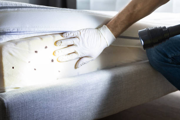 Reliable Creola, AL Pest Control Solutions