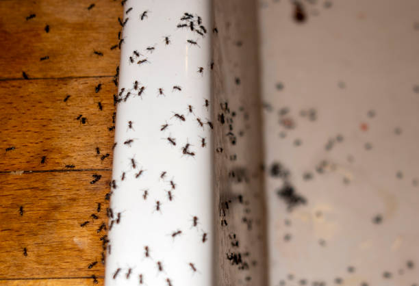 Best Affordable Pest Control Services  in Creola, AL