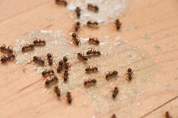 Best Bed Bug Extermination  in Creola, AL