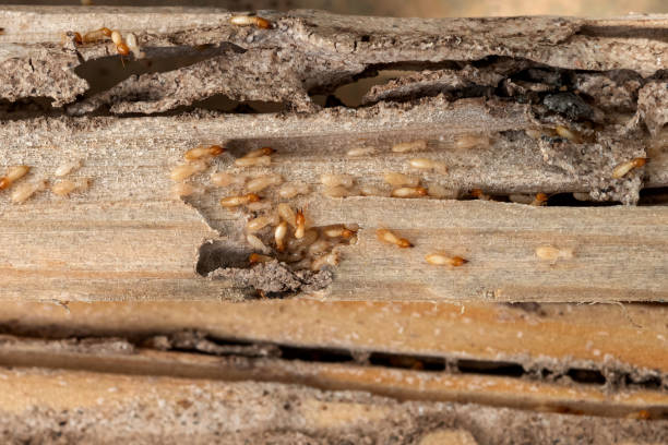 Best Insect Control  in Creola, AL